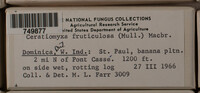 Ceratiomyxa fruticulosa var. fruticulosa image